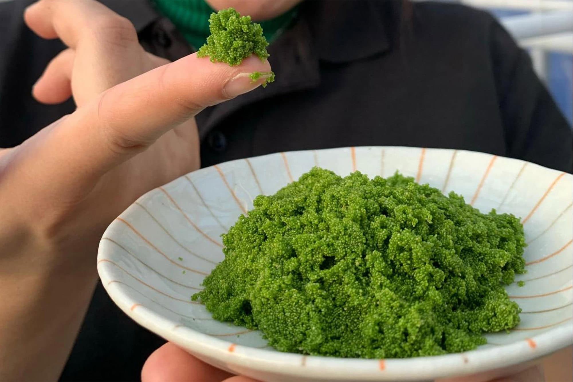ウォルフィアはウキクサ科に属する植物の一種で、完全な植物性タンパク質が大量に含まれている