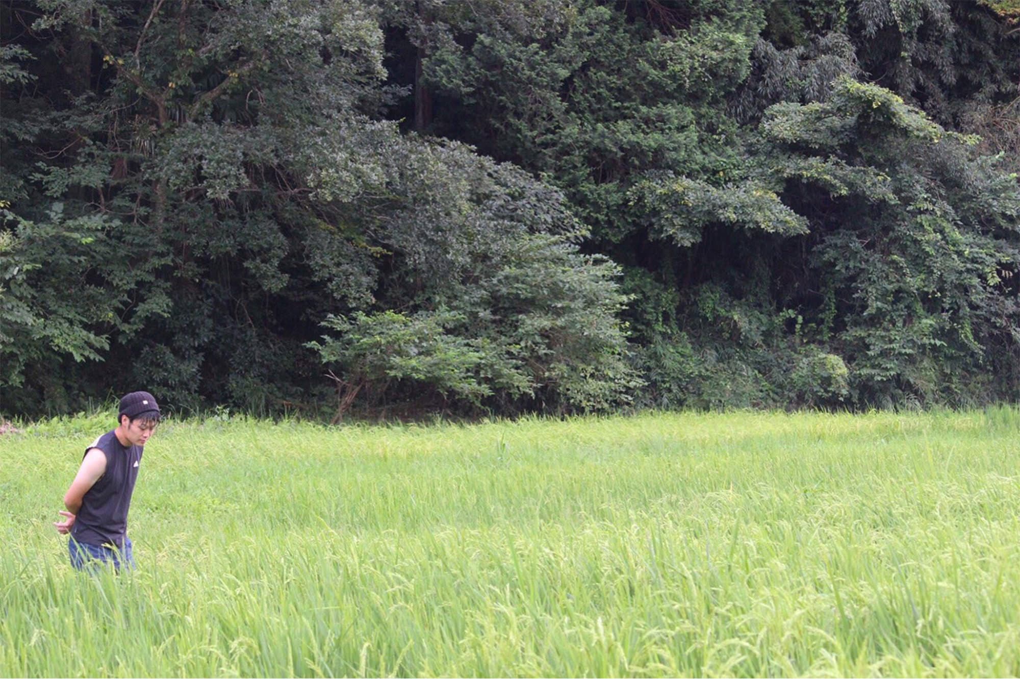 SakeBaseオリジナルの酒に使う米を栽培している、千葉市緑区土気(とけ)地区の水田の様子