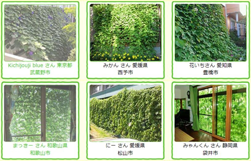 緑のカーテン3.JPG