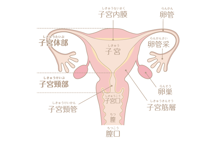 子宮の構造
